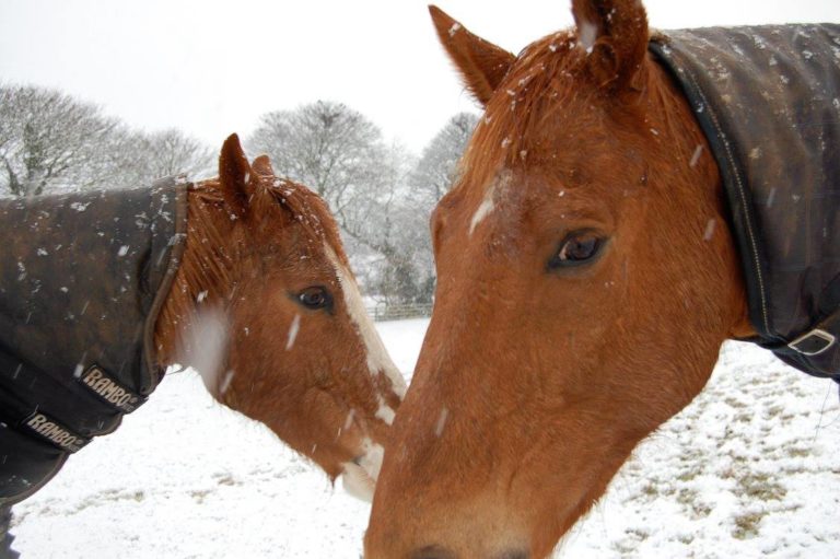 horses4people3 768x511